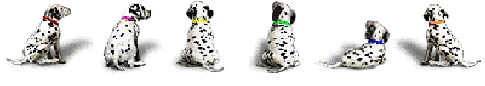 Dalmations